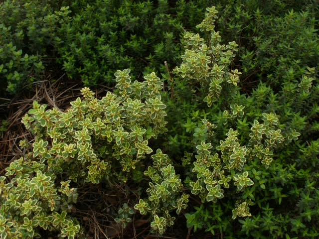 Thyme